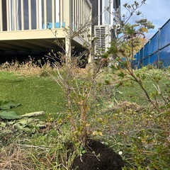 つつじ？2本の画像