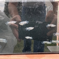 ギャッツビー2025の画像