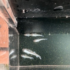 ギャッツビー2025の画像