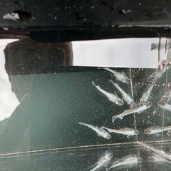 ギャッツビー2025の画像