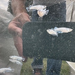 ギャッツビー2025の画像