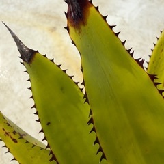 エクメア　スパエロセファラ　スモールフォームの画像