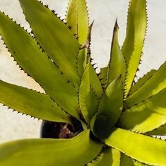 エクメア　スパエロセファラ　スモールフォームの画像