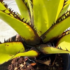 エクメア　スパエロセファラ　スモールフォームの画像