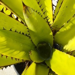 エクメア　スパエロセファラ　スモールフォームの画像