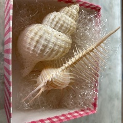 綺麗な貝殻♪の画像