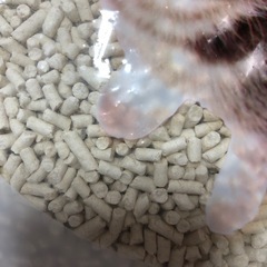 トフカスサンド 7L 猫砂の画像