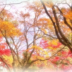 初心者向け♪ 着付け教室@練馬区石神井の画像