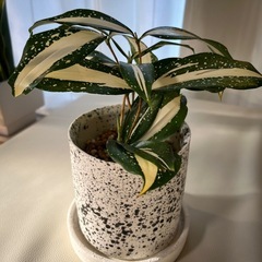 ドラセナミルキーウェイ　鉢はつきませんの画像