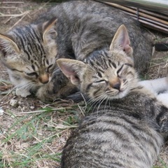 生後4ヶ月の子猫