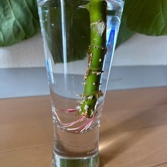 観葉植物　フィカス・ウンベラータの画像