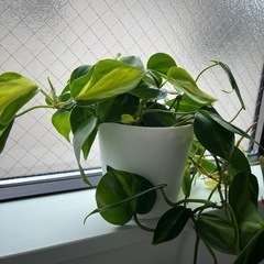 フィロデンドロンの画像