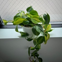 フィロデンドロンの画像