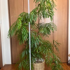 観葉植物 エバーフレッシュ（素人管理） の画像
