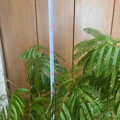 観葉植物 エバーフレッシュ（素人管理） の画像