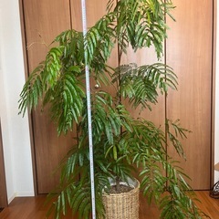 観葉植物 エバーフレッシュ（素人管理） の画像
