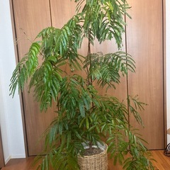 観葉植物 エバーフレッシュ（素人管理） の画像