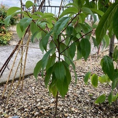 蝋梅福寿　地植え苗木30㎝【ポットでお渡し】の画像