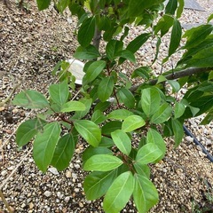 蝋梅福寿　地植え苗木30㎝【ポットでお渡し】の画像