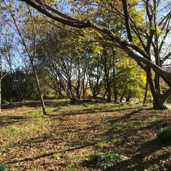 鬼胡桃ー②の画像