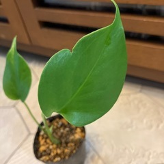 モンステラ  デリシオーサの画像