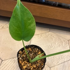 モンステラ  デリシオーサの画像