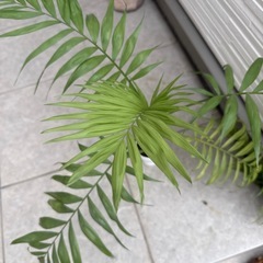 テーブルやしヤシの画像