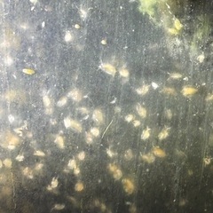 ミジンコ、カワニナ、スジエビ、水草アナカリス、セット、