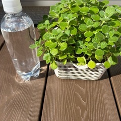 アロマティカス　特大の画像