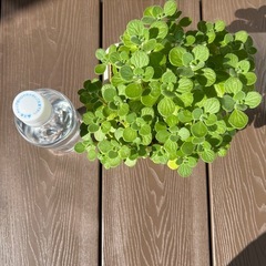 アロマティカス　特大の画像