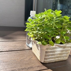 アロマティカス　特大の画像