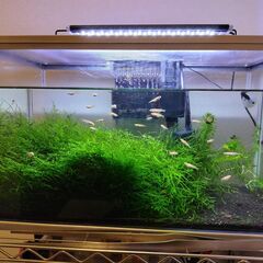 ２０２５年生まれ　楊貴妃メダカ水槽の画像