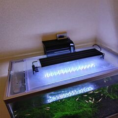 ２０２５年生まれ　楊貴妃メダカ水槽の画像