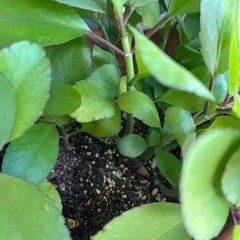 子宝弁慶草　発根済抜苗（2個〜の画像