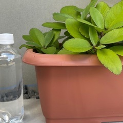 子宝弁慶草　発根済抜苗（2個〜の画像