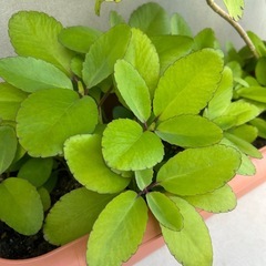 子宝弁慶草　発根済抜苗（2個〜の画像