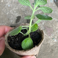 小さいアロマティカス x1の画像