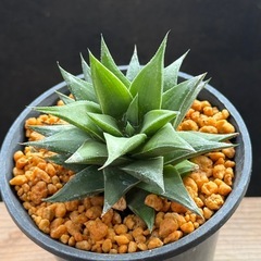 ✨Taniku Shokubutsu〜 ✨多肉植物✨全て決定🙇🏼‍♂️ の画像