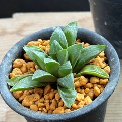 ✨Taniku Shokubutsu〜 ✨多肉植物✨全て決定🙇🏼‍♂️ の画像