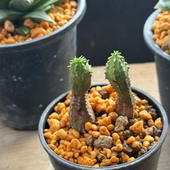 ✨Taniku Shokubutsu〜 ✨多肉植物✨全て決定🙇🏼‍♂️ の画像