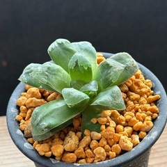 ✨Taniku Shokubutsu〜 ✨多肉植物✨全て決定🙇🏼‍♂️ の画像