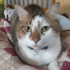 MIXねこちゃん推定2歳