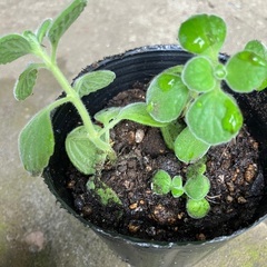 アロマティカス(小さい1鉢に小さい2株)の画像