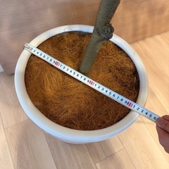 【引取限定】観葉植物の画像
