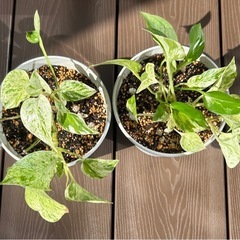 珍しい斑入りポトス　発根済鉢付き1個価格の画像