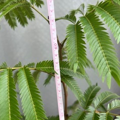 エバーフレッシュ🌱観葉植物の画像