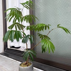 エバーフレッシュ🌱観葉植物の画像