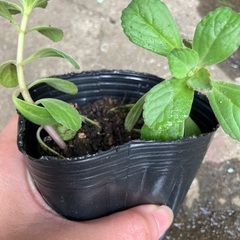 マンジェリコン(小さい1鉢に小さい2株)の画像