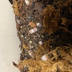 レア ピンクパンダキングダンゴムシ 5匹 ダンゴムシの画像