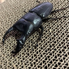 スマトラオオヒラタアチェ成虫の画像